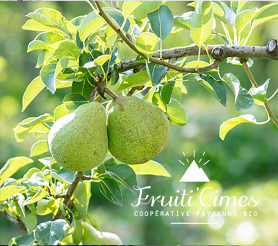 Fruiticimes