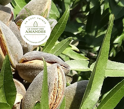 Le chant des amandes