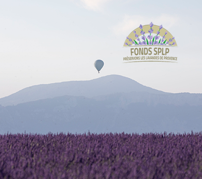 Sauvegarde lavande provence